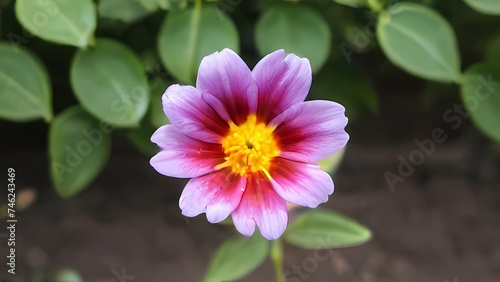 pink and yellow dahlia