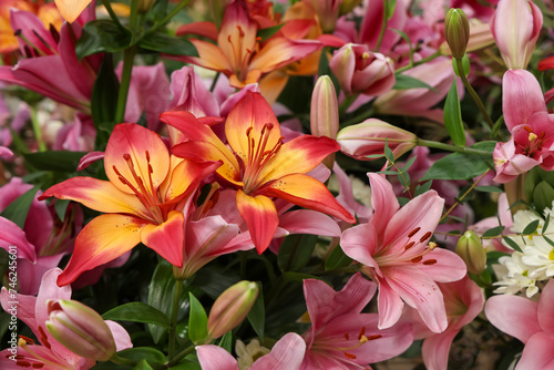 Close up view of colorful bright Lily flowers bouquet