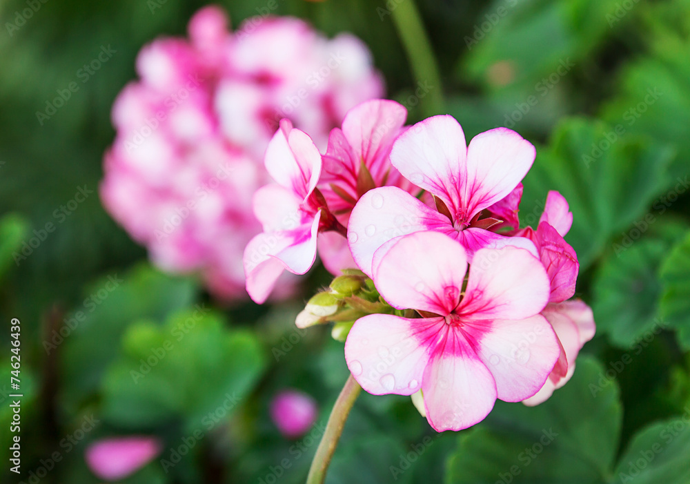 Close up beautiful pink flowers