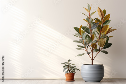 Window and vase with plants  A botanical decoration for home  showcasing various flora including succulents Ficus tree in pot on floor near white wall. Home decor