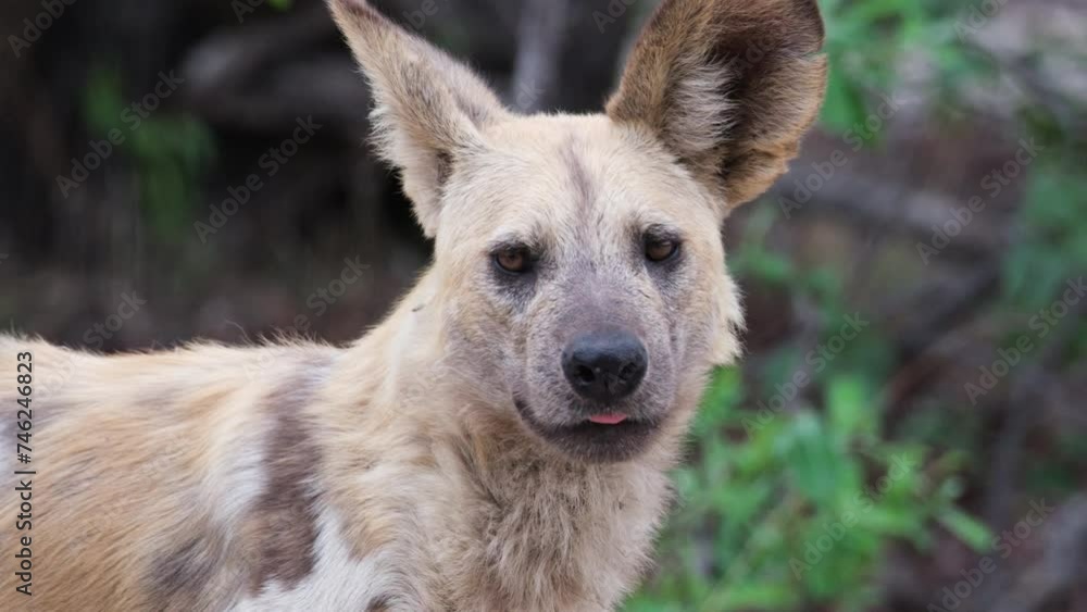 Close-up Portrait Of An African Wild Dog (Lycaon pictus) In Africa. Close-up Portrait Of An African Wild Dog (Lycaon pictus) In Africa.