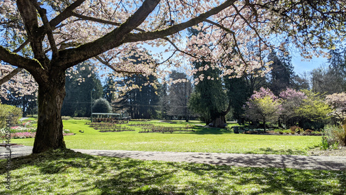 Shade and blue grass under cherry trees on sunny days