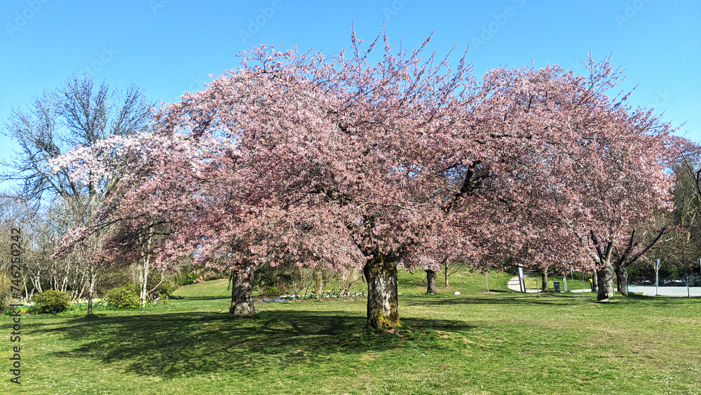 Large cherry tree in full bloom in the middle of a green lawn Large cherry tree in full bloom in the middle of a green lawn