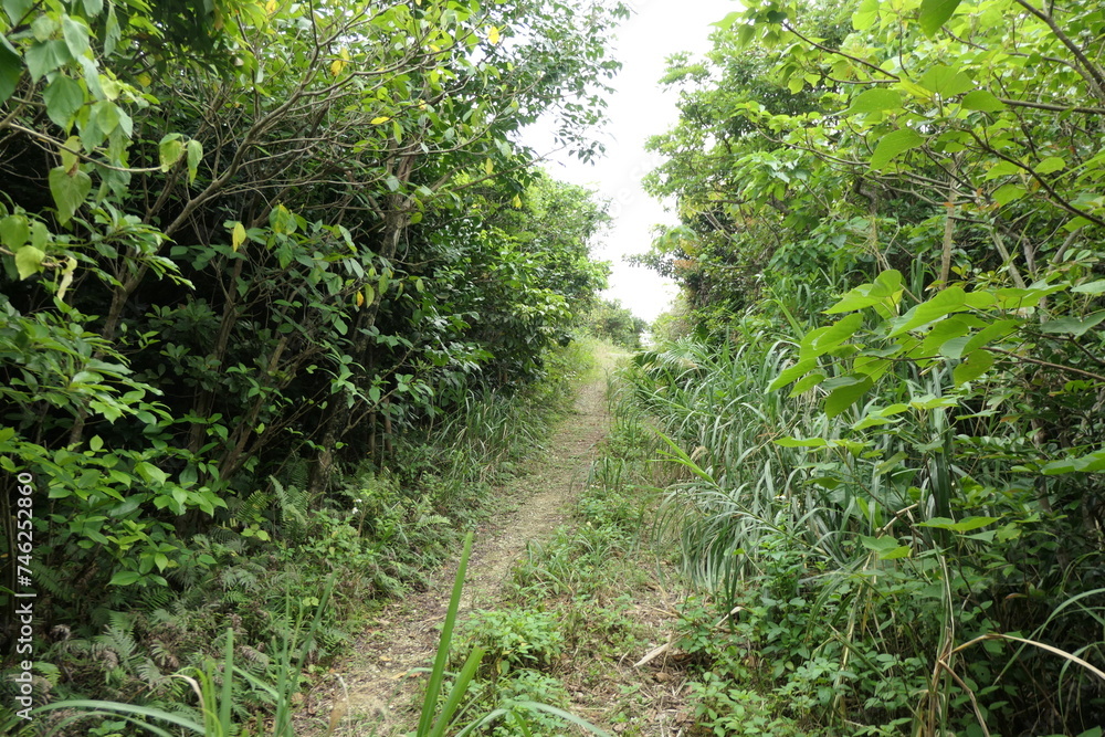 与那国島の坂を上がると