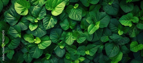 This close-up photo showcases the vibrant green leaves of a plant, with a lush background adding texture to the image. The intricate details of the leaves are highlighted, creating a captivating