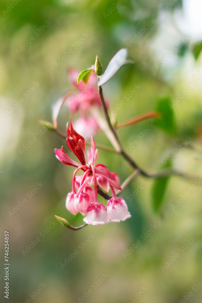Fototapeta premium Closeup view of Enkianthus flower