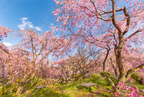 Fresh pink flowers of sakura growing in Japanese garden, natural spring outdoor background