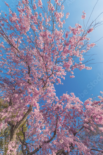 Beautiful cherry blossom sakura with blue sky background