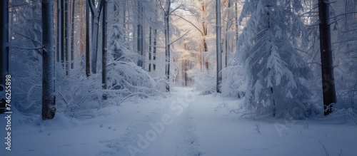 A snowy path winds through a forest filled with tall trees, creating a serene winter landscape. The trees are covered in snow, standing tall against the white backdrop of the winter wonderland. © AkuAku