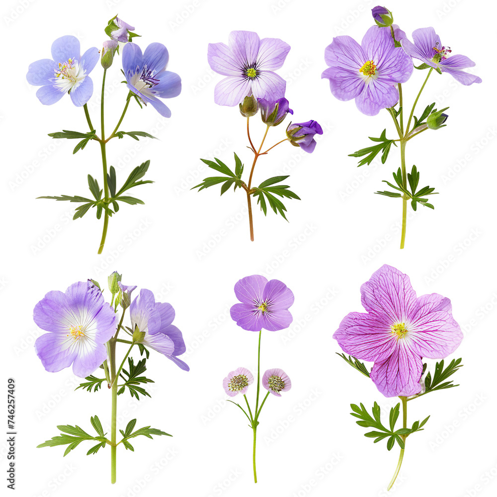 Captivating Hototogisu Cuckoo Flower in Vibrant Bloom on transparent background– A Macro Snapshot of Nature's Delicate Beauty in Spring Garden Captivating Hototogisu Cuckoo Flower in Vibrant Bloom on transparent background– A Macro Snapshot of Nature's Delicate Beauty in Spring Garden