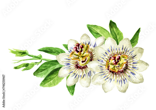 Passiflora Tropical climbing plant, Passion flower with leaves branch . Hand drawn watercolor illustration isolated on white background 