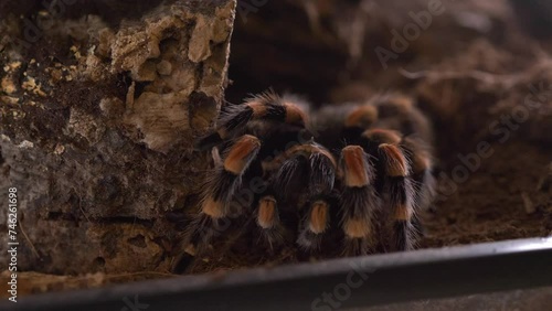 spider tarantulas lasiodora parahybana eat cricket close up static photo