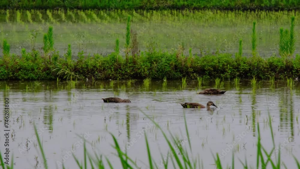 カルガモと田んぼの風景です。カルガモは夢中で餌を取っています。カルガモは田んぼの雑草を食べてくれ除草の効果があります。また田んぼの泥をかき回してくれるので栄養素を稲にもたらします。撮影は6月の埼玉県春日部市(関東)です。 カルガモと田んぼの風景です。カルガモは夢中で餌を取っています。カルガモは田んぼの雑草を食べてくれ除草の効果があります。また田んぼの泥をかき回してくれるので栄養素を稲にもたらします。撮影は6月の埼玉県春日部市(関東)です。