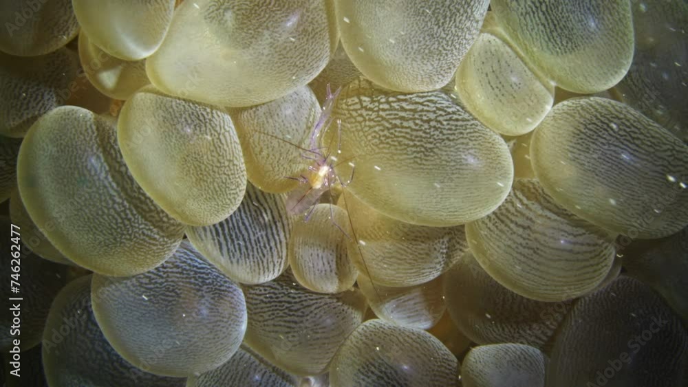 Mesmerizing shot of a bubble coral shrimp slowing crawling on the soft coral. Mesmerizing shot of a bubble coral shrimp slowing crawling on the soft coral.