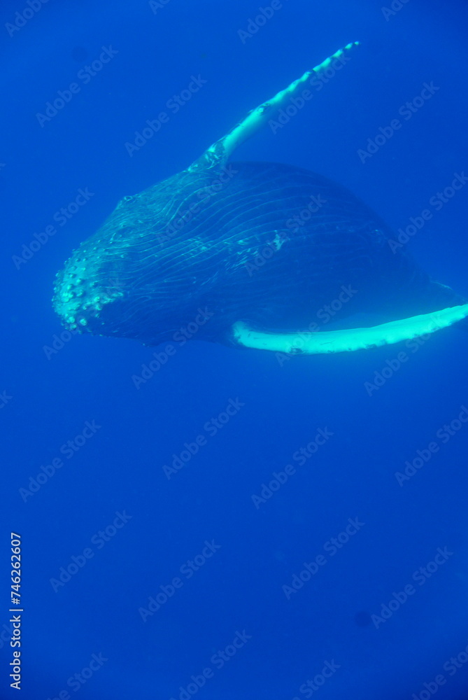 Fototapeta premium Whale Watching in Okinawa, Japan. From January to March, the ocean around Okinawa is full of action. It is the time of year when humpback whales can be seen in the waters around Okinawa’s islands.