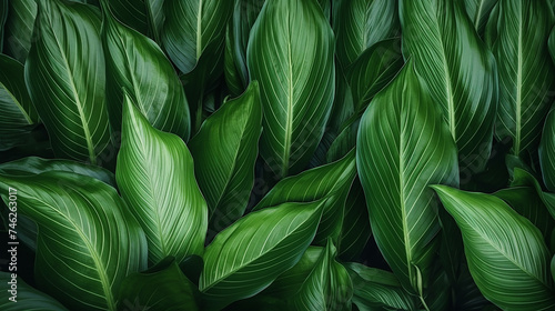 leaves of Spathiphyllum cannifolium abstract green top view background