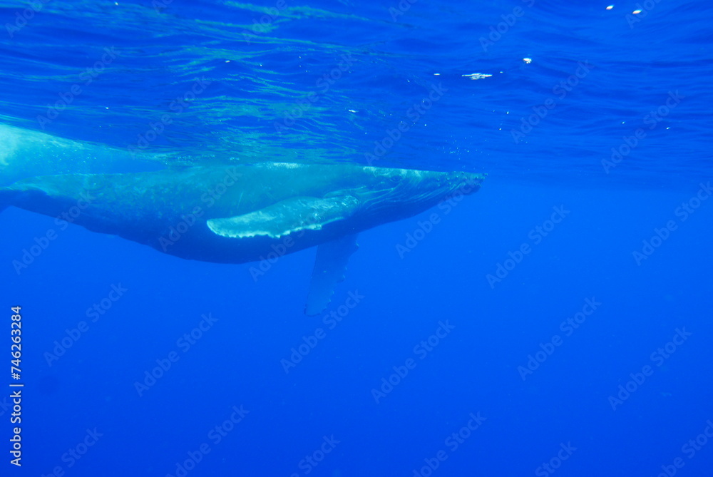 Obraz premium Whale Watching in Okinawa, Japan. From January to March, the ocean around Okinawa is full of action. It is the time of year when humpback whales can be seen in the waters around Okinawa’s islands.