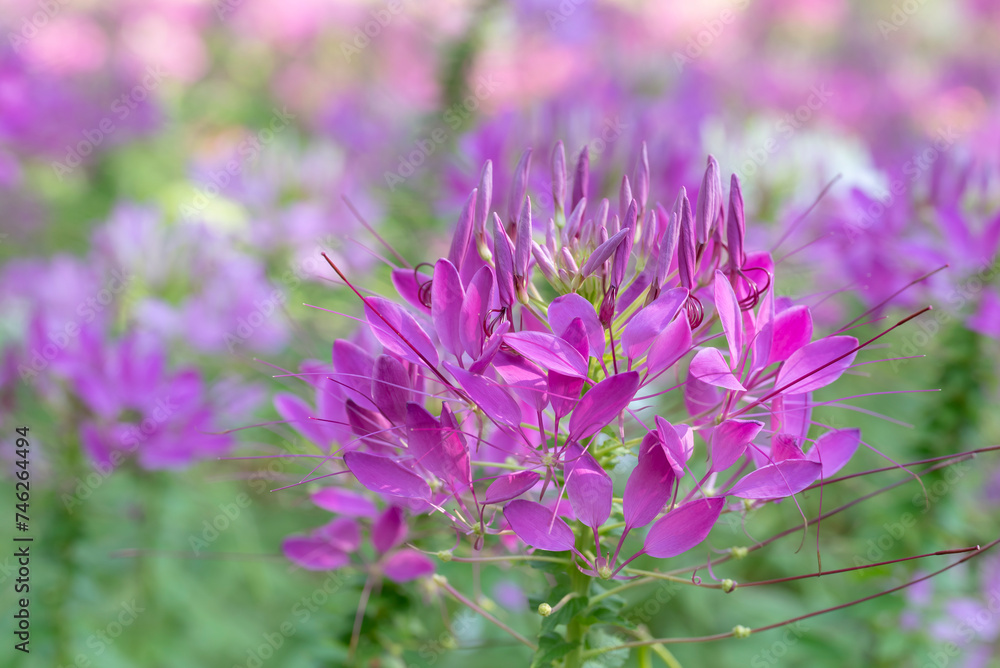 Floral background of soft purple-pink Spiny spider flowers (Cleome flowers) blooming in the garden with natural soft sunlight on a blurred background. Floral background of soft purple-pink Spiny spider flowers (Cleome flowers) blooming in the garden with natural soft sunlight on a blurred background.