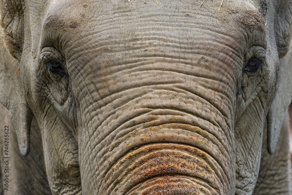 An elephant stands in the Almaty Zoo in Almaty. An elephant stands in the Almaty Zoo in Almaty.