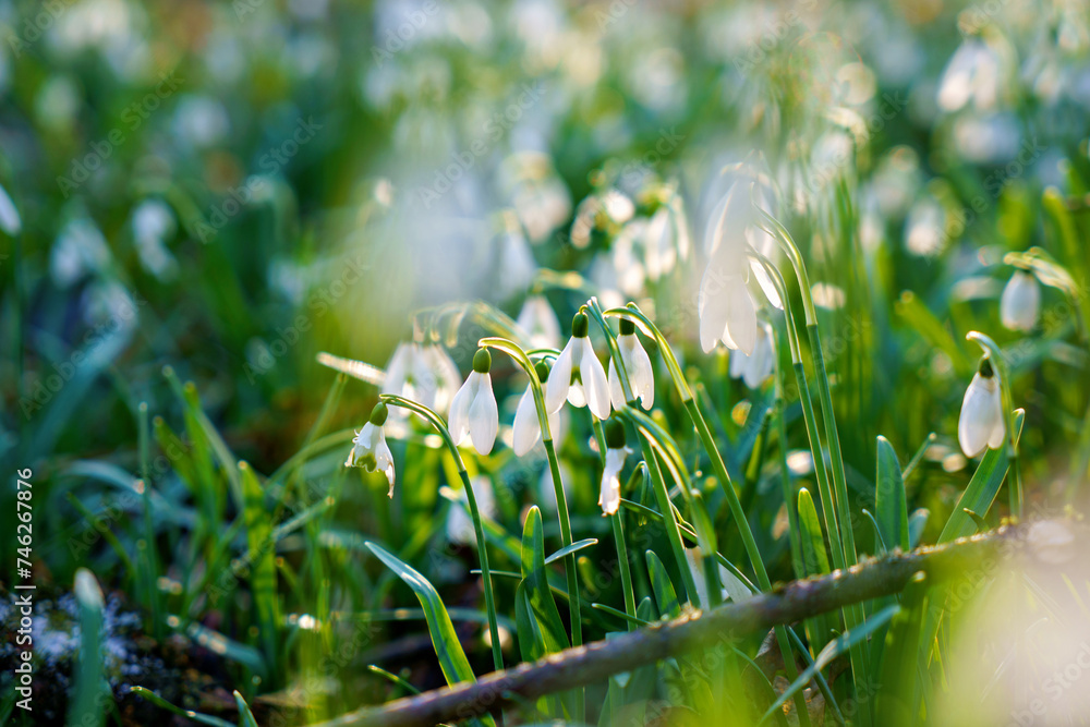 Snowdrop or common snowdrop, Galanthus nivalis flowers. Snowdrops after the snow has melted. In the forest in the wild in spring snowdrops bloom. Snowdrop or common snowdrop, Galanthus nivalis flowers. Snowdrops after the snow has melted. In the forest in the wild in spring snowdrops bloom.