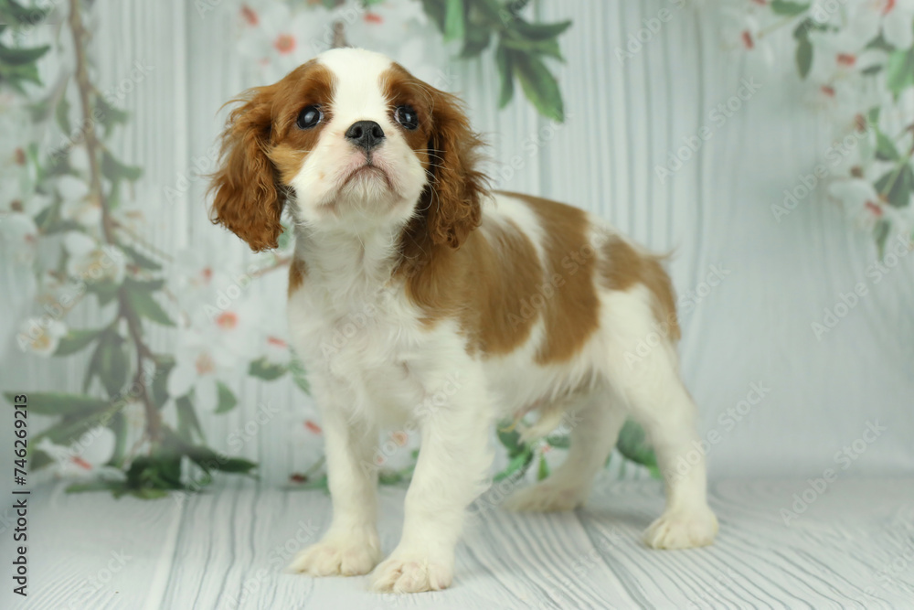 Cute cavalier King Charles spaniel puppy on light background