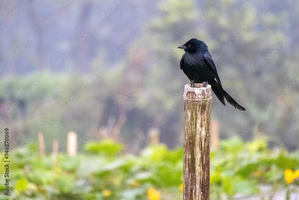 A black bird perched on a bamboo pole with blurred background. The black drongo (Dicrurus macrocercus) is also known as the king crow. A black bird perched on a bamboo pole with blurred background. The black drongo (Dicrurus macrocercus) is also known as the king crow.