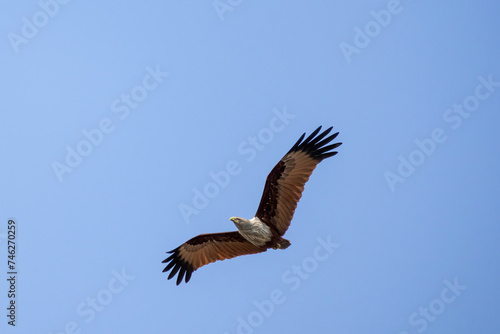 Brahminy kite (Haliastur indus) spreads its wings and flying at blue sky background. This bird is also known as the Red-backed Kite, Chestnut-white Kite, and Rufous Eagle.