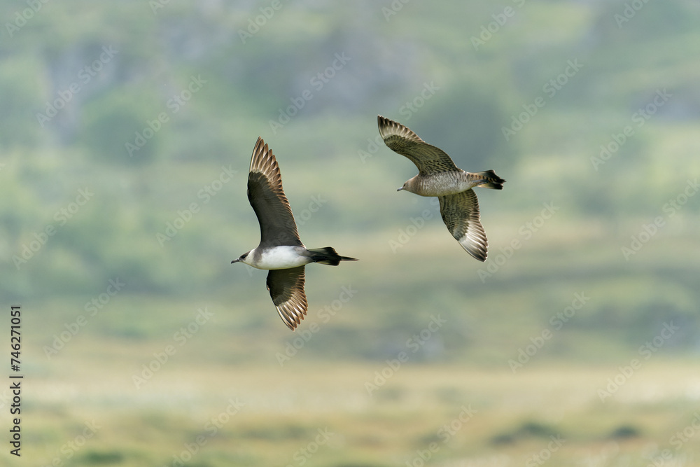 An adult and a juvenile arctic skua flying, Northern Norway An adult and a juvenile arctic skua flying, Northern Norway