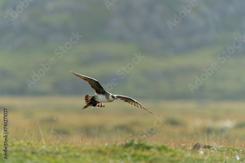 An adult arctic skua flying above it's territory, Northern Norway