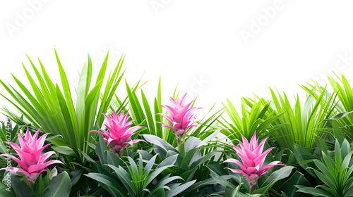 Bromeliad plant isolated on white background