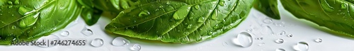 Fresh basil leaves vibrant green water droplets macro on white