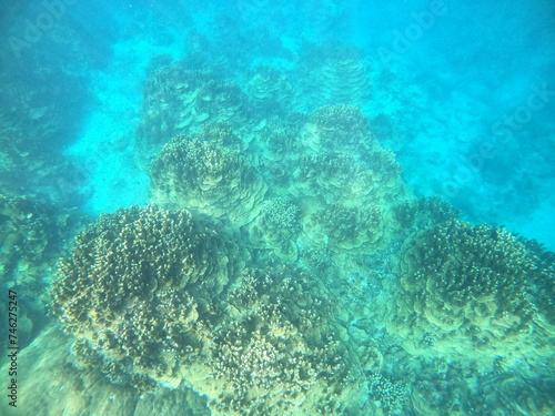 サンゴ群落、パラオハマサンゴ