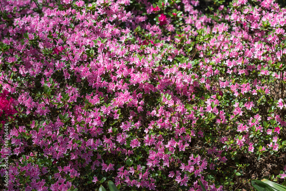Flowering purple pink color rhododendrons in springtime or summer in botanical garden, vivid color rhododendrons on sunny day outdoors, floral background