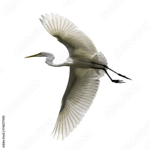 snowy egret in flight on transparent background