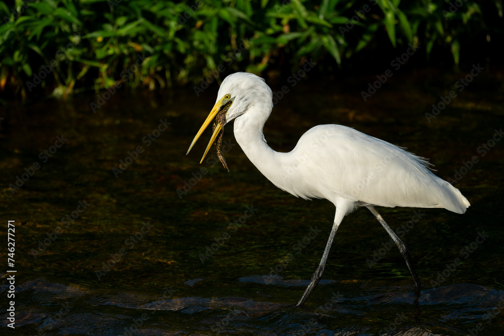 Naklejka premium A great white egret catches a frog. 
