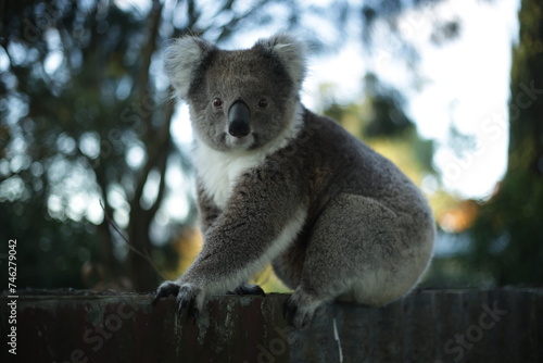 Fototapeta Naklejka Na Ścianę i Meble -  Koala on a fence