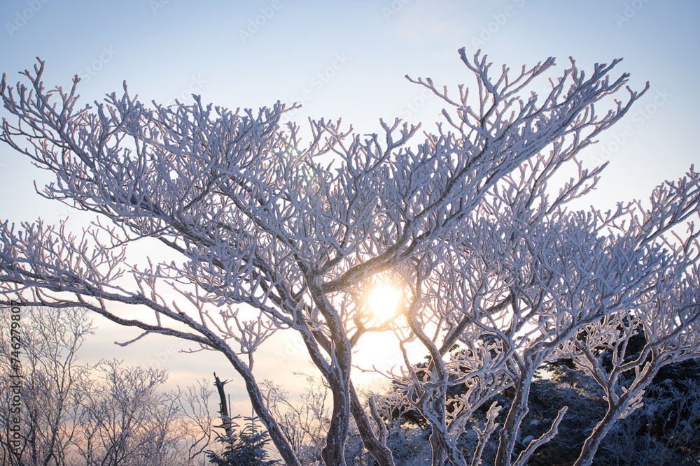 Obraz premium 樹氷