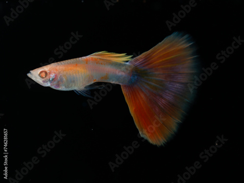 Albino aquamarine pink tail guppy (Poecilia reticulata) isolated on black background.