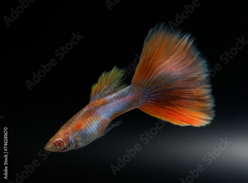 Albino aquamarine pink tail guppy (Poecilia reticulata) isolated on black background.
