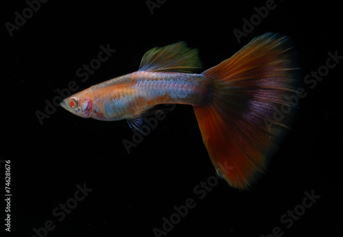 Albino aquamarine pink tail guppy (Poecilia reticulata) isolated on black background.