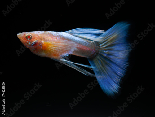 Albino blue tail ribbon fin guppy (Poecilia reticulata) isolated on black background.