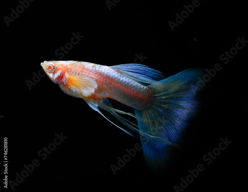 Albino blue tail ribbon fin guppy (Poecilia reticulata) isolated on black background.