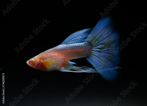 Albino blue tail ribbon fin guppy (Poecilia reticulata) isolated on black background.