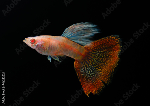 Albino king cobra guppy (Poecilia reticulata) isolated on black background.