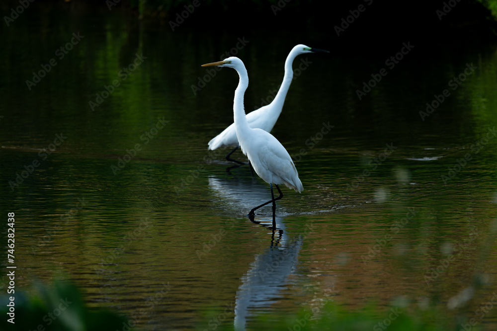 Two interlaced great egrets standing in the water, dark background