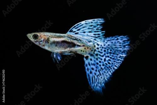 Beautiful Blue Grass Guppy (Poecilia reticulata) isolated on black background.