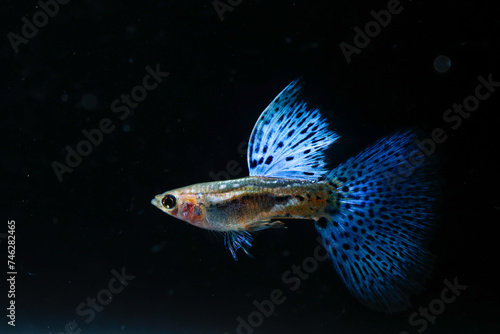 Beautiful Blue Grass Guppy (Poecilia reticulata) isolated on black background.