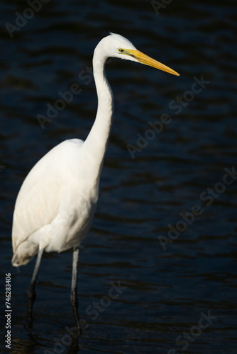one white great egret standing in the water  dark background