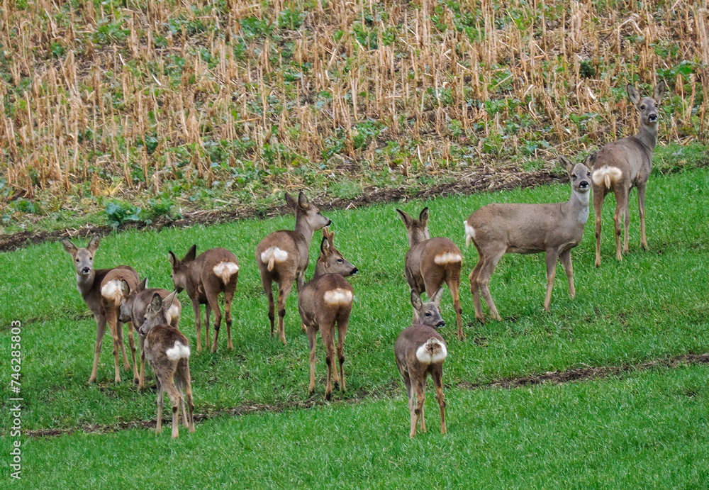Reh im Feld Reh im Feld