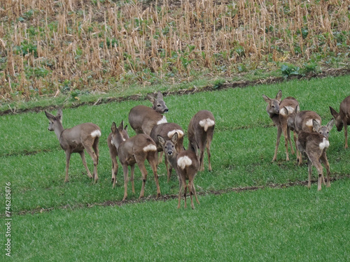 Reh im Feld photo